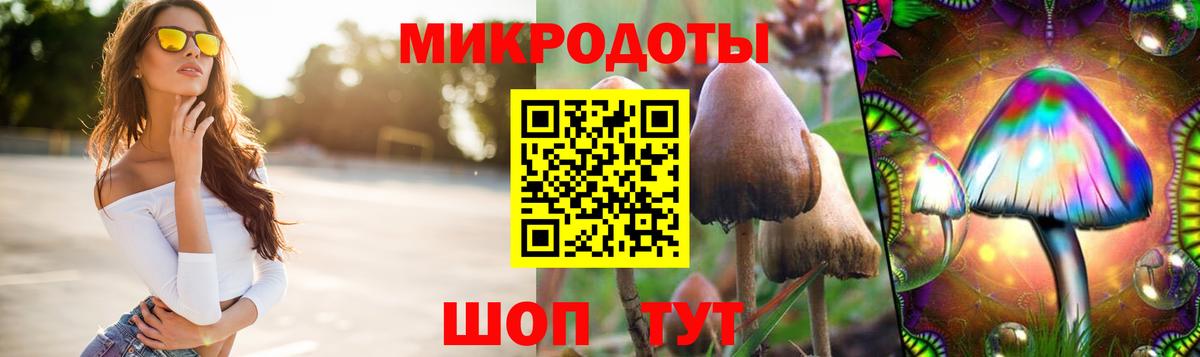 Галлюциногенные грибы Psilocybine cubensis Горячий Ключ
